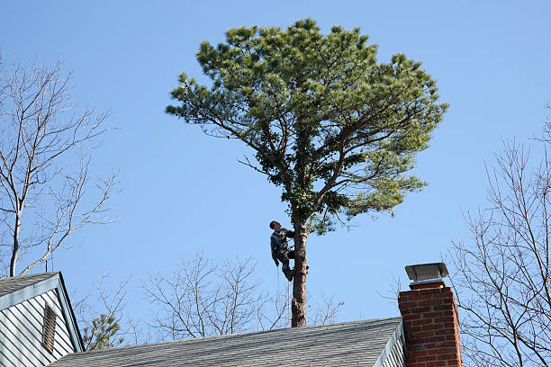 Professional Tree Services in Mathews, LA